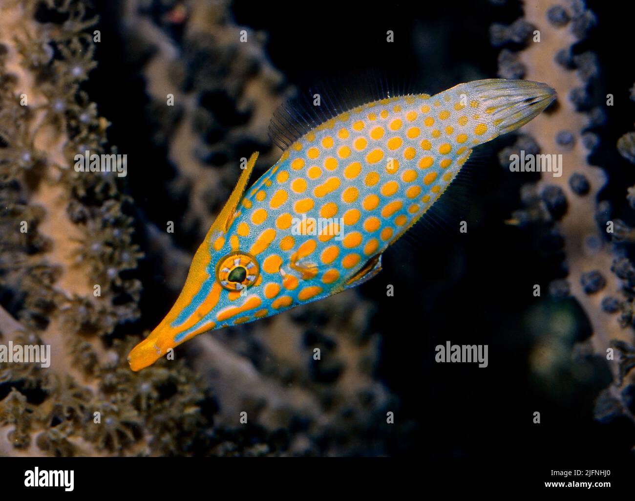 Orange-spotted Filefish (Oxymonacanthus longirostris). Stock Photo