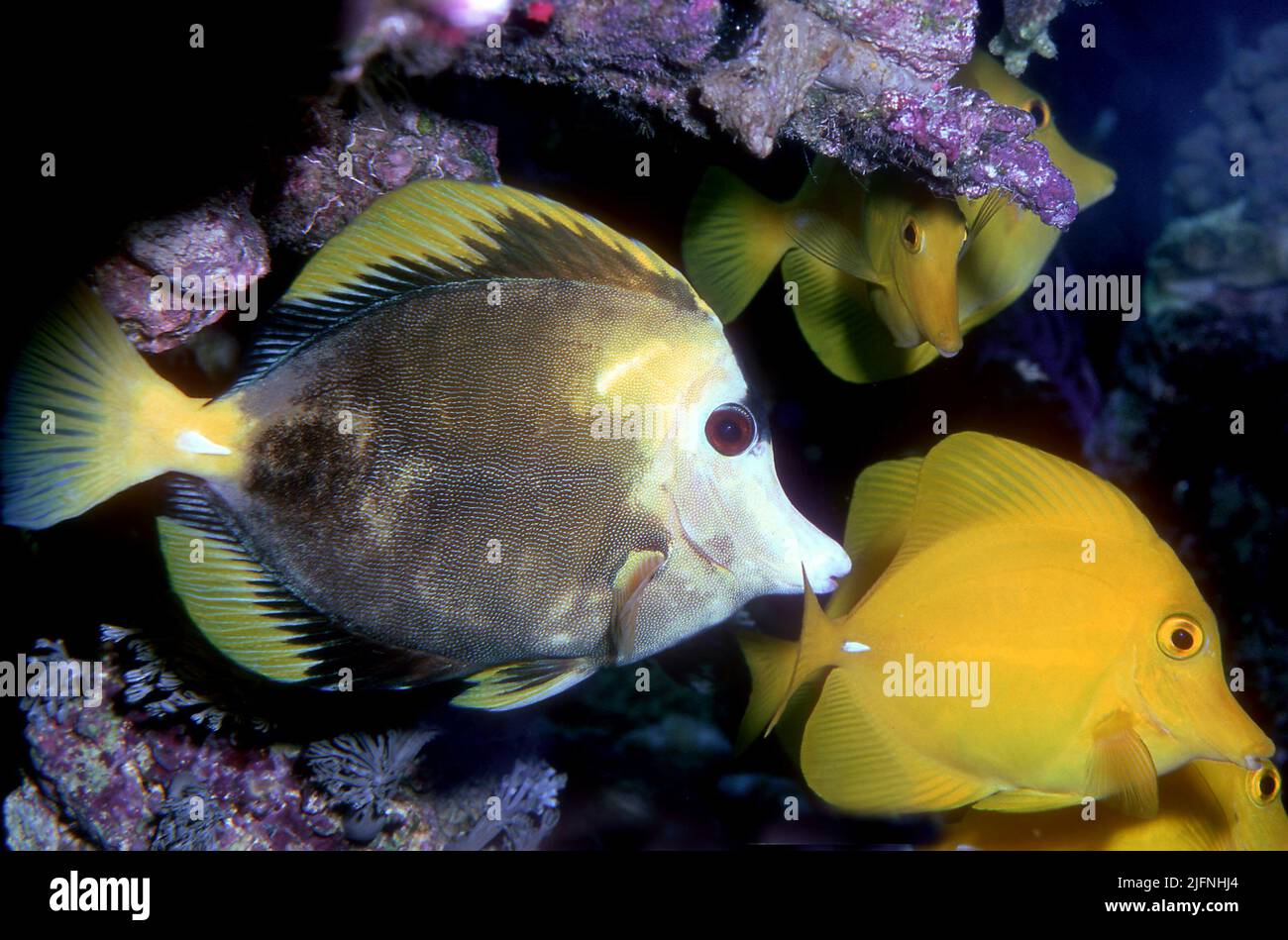 A hybrid between Yellow Tang (Zebrasoma flavescens) and Scopas Tang (Zebrasoma scopas). Stock Photo