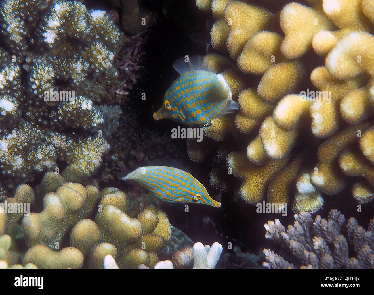 A pair of Orange-spotted Filefish (Oxymonacanthus longirostris) in a shallow reef in the Maldives Stock Photo