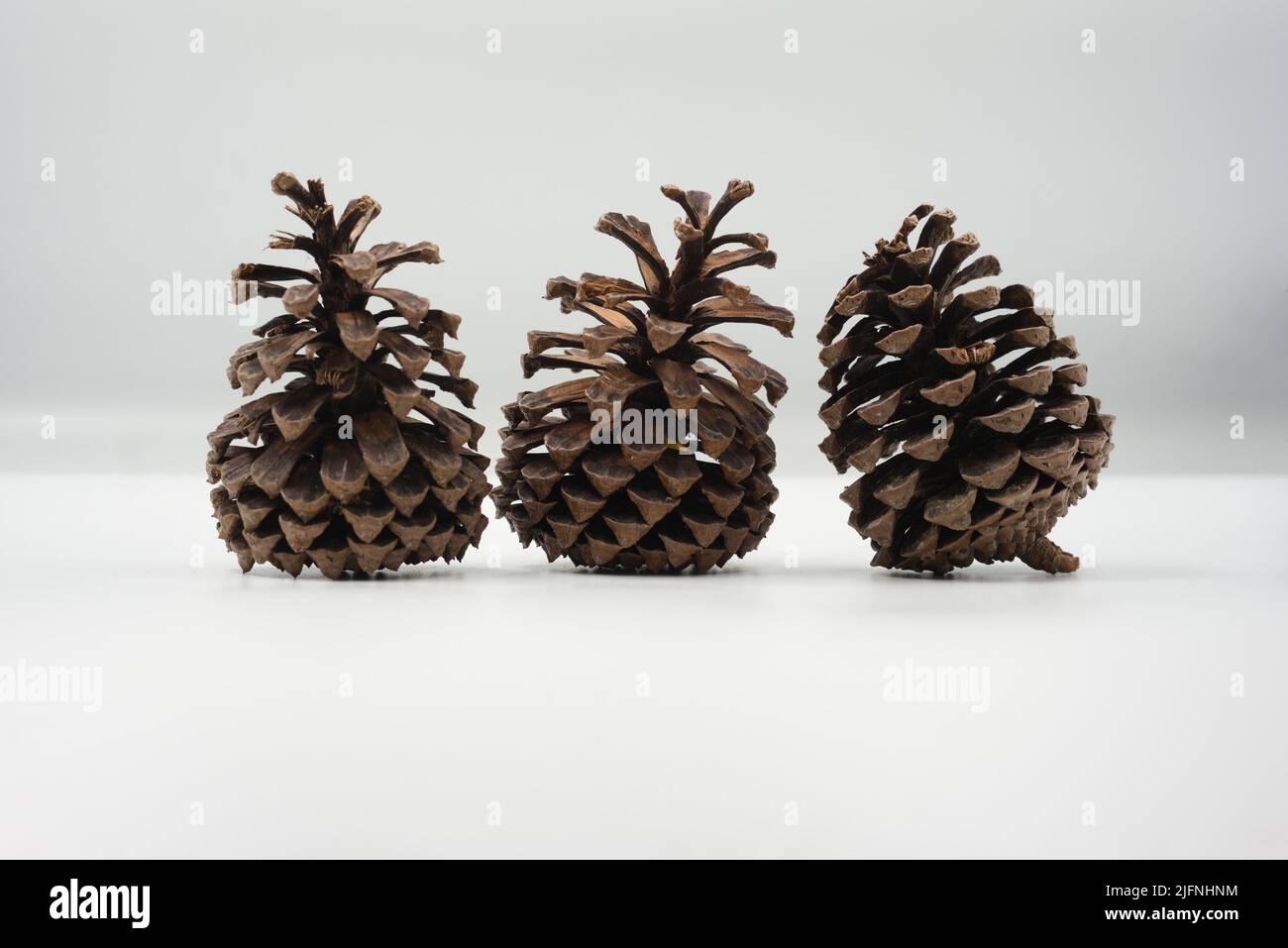 three dry pine cone on white background Stock Photo