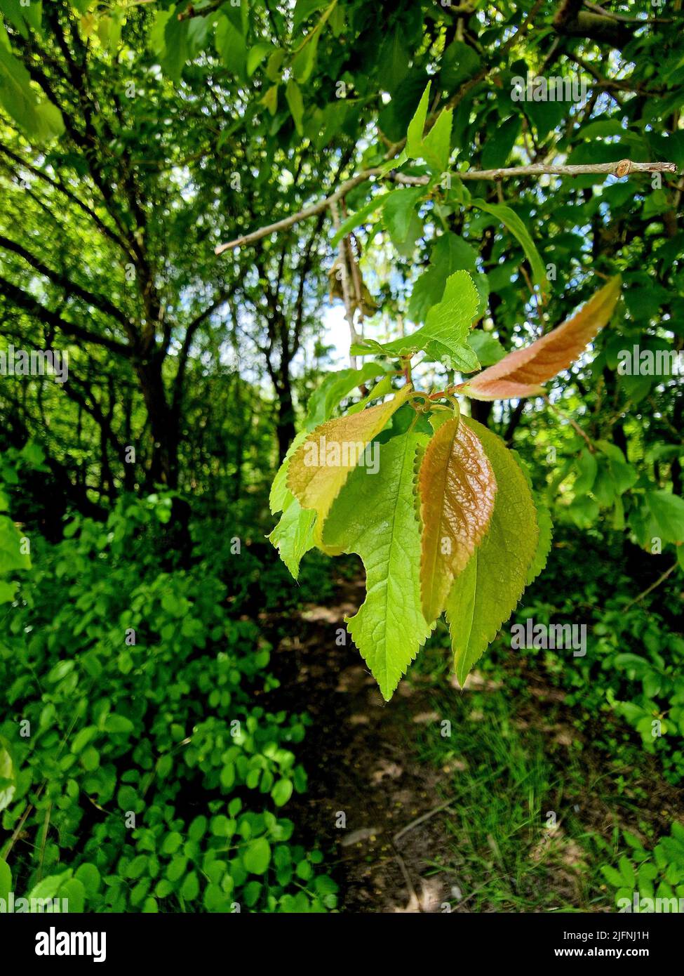 A vertical shot of green tree leaves hanging from a thin branch Stock ...
