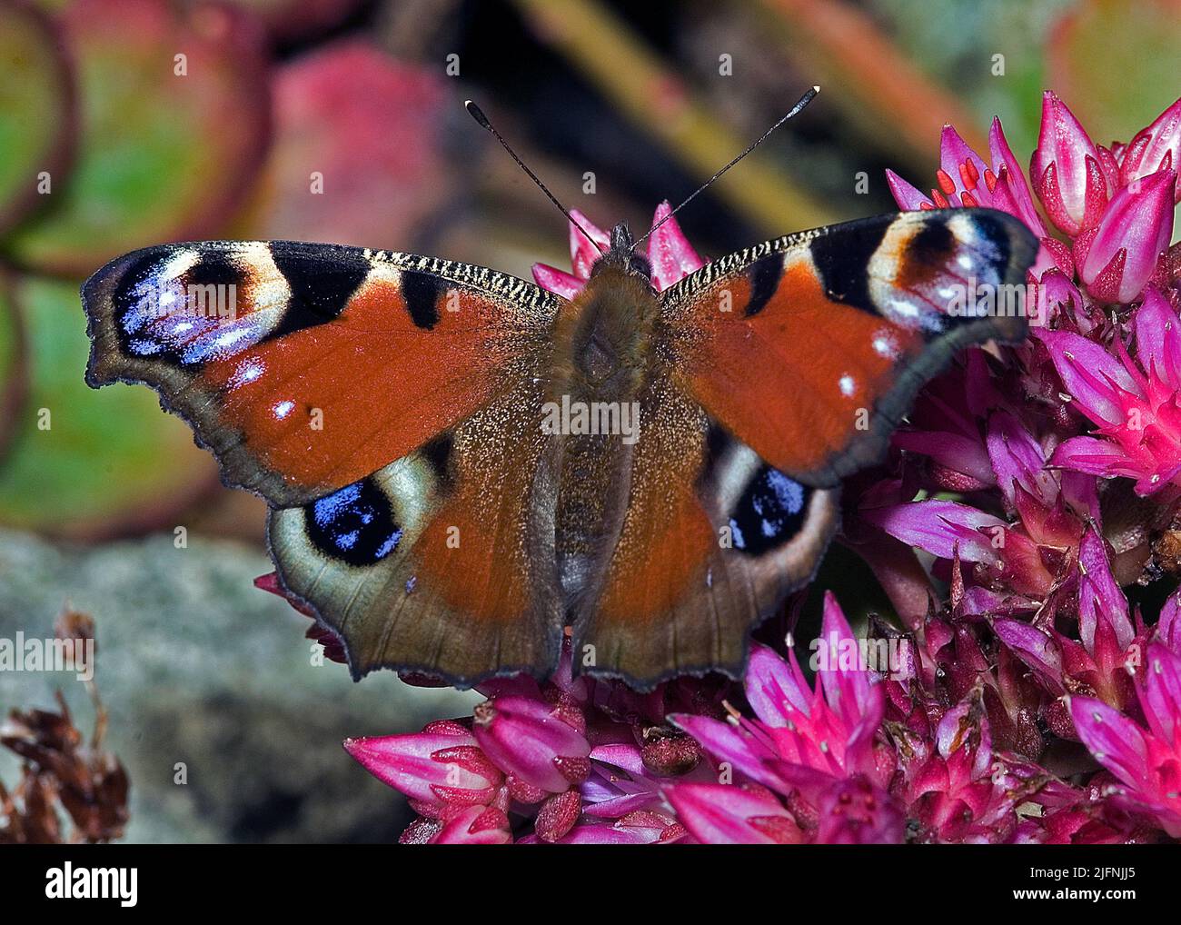 Peacock buttefly (Aglais io) from south-western Norway. Stock Photo