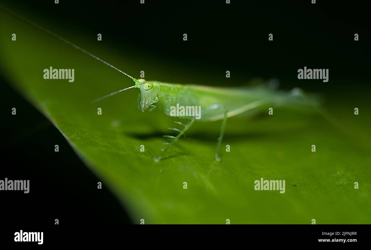Predatory katydid, probably from the genus Phlugis.  La Selva, Ecuador. Stock Photo