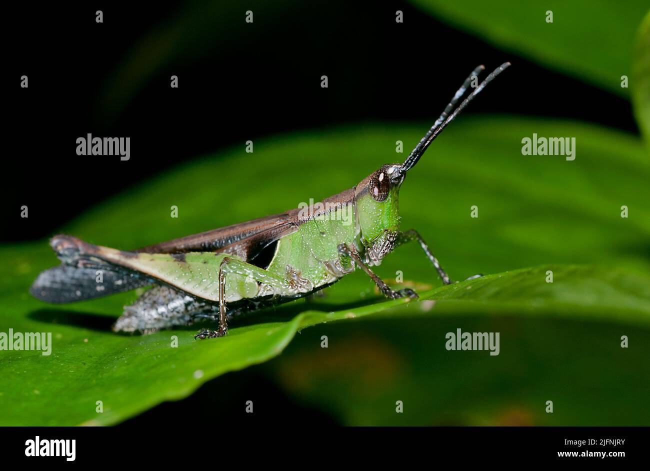 Unidentified species of Short-horned Grasshopper, family Acrididae, from La Selva, Ecuador. Stock Photo