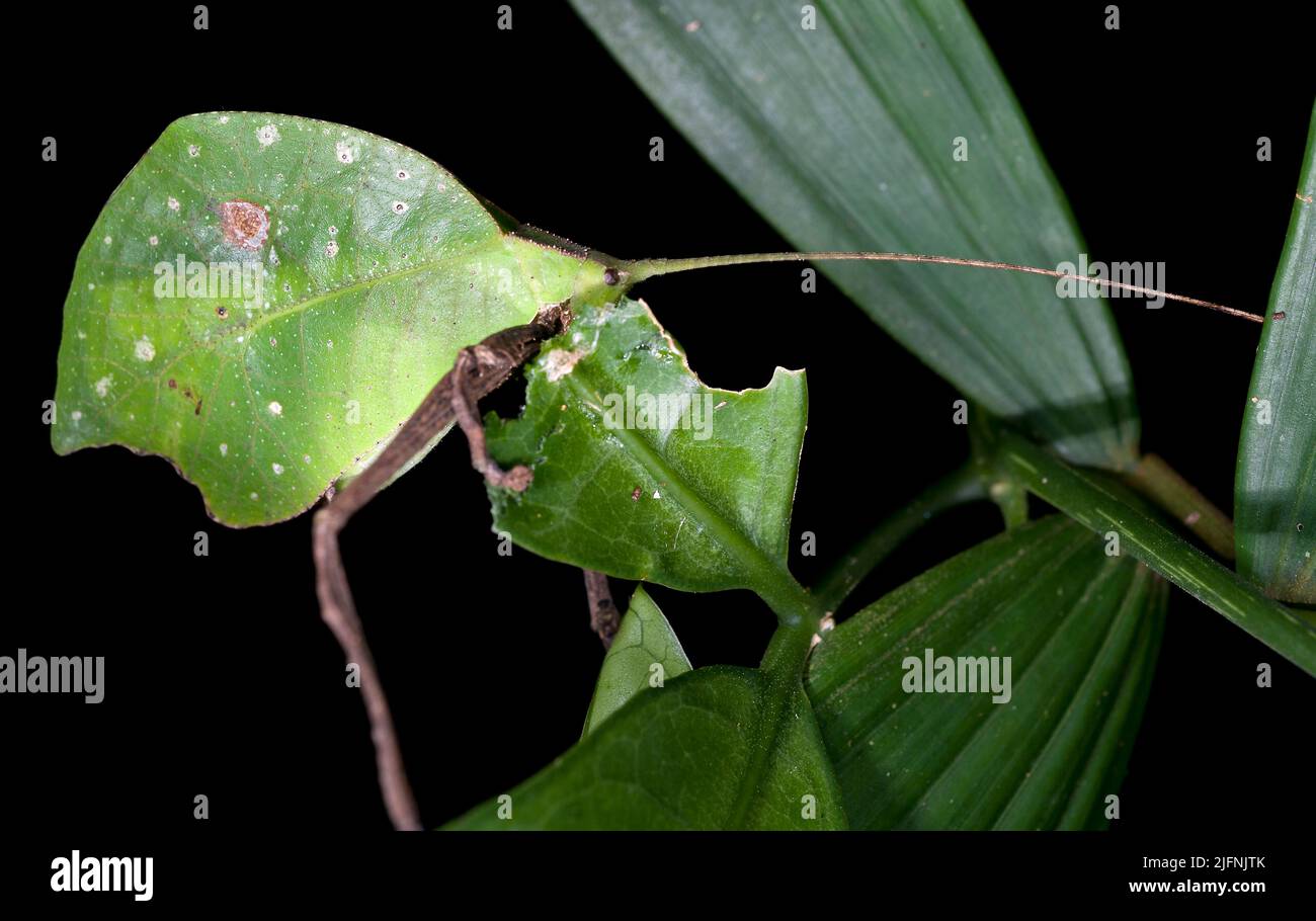 Leaf Katydid, possibly Cycloptera sp., from La Selva, Ecuador. Stock Photo
