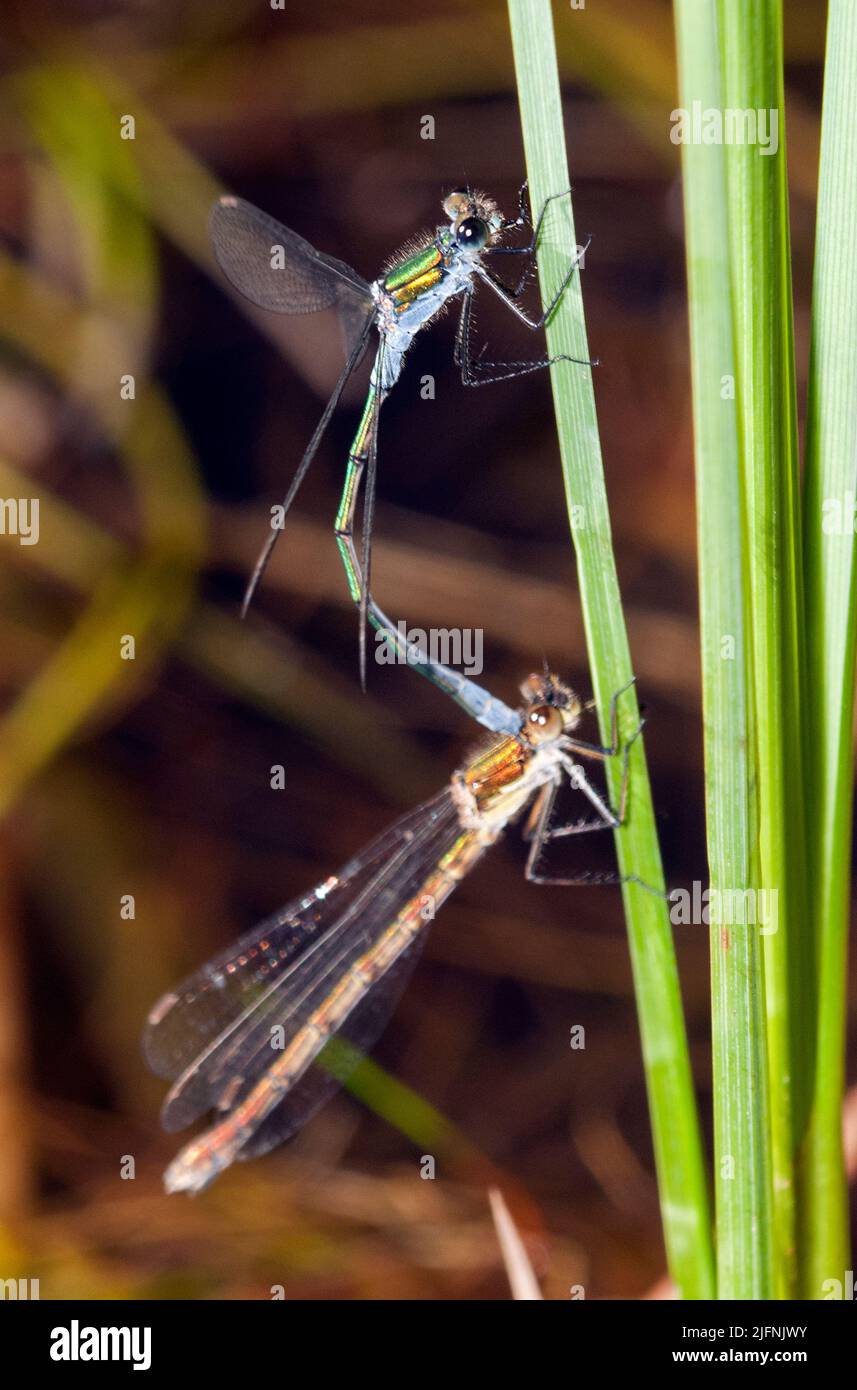 Male and female Emerald Damselfly (Lestes sponsa Stock Photo - Alamy