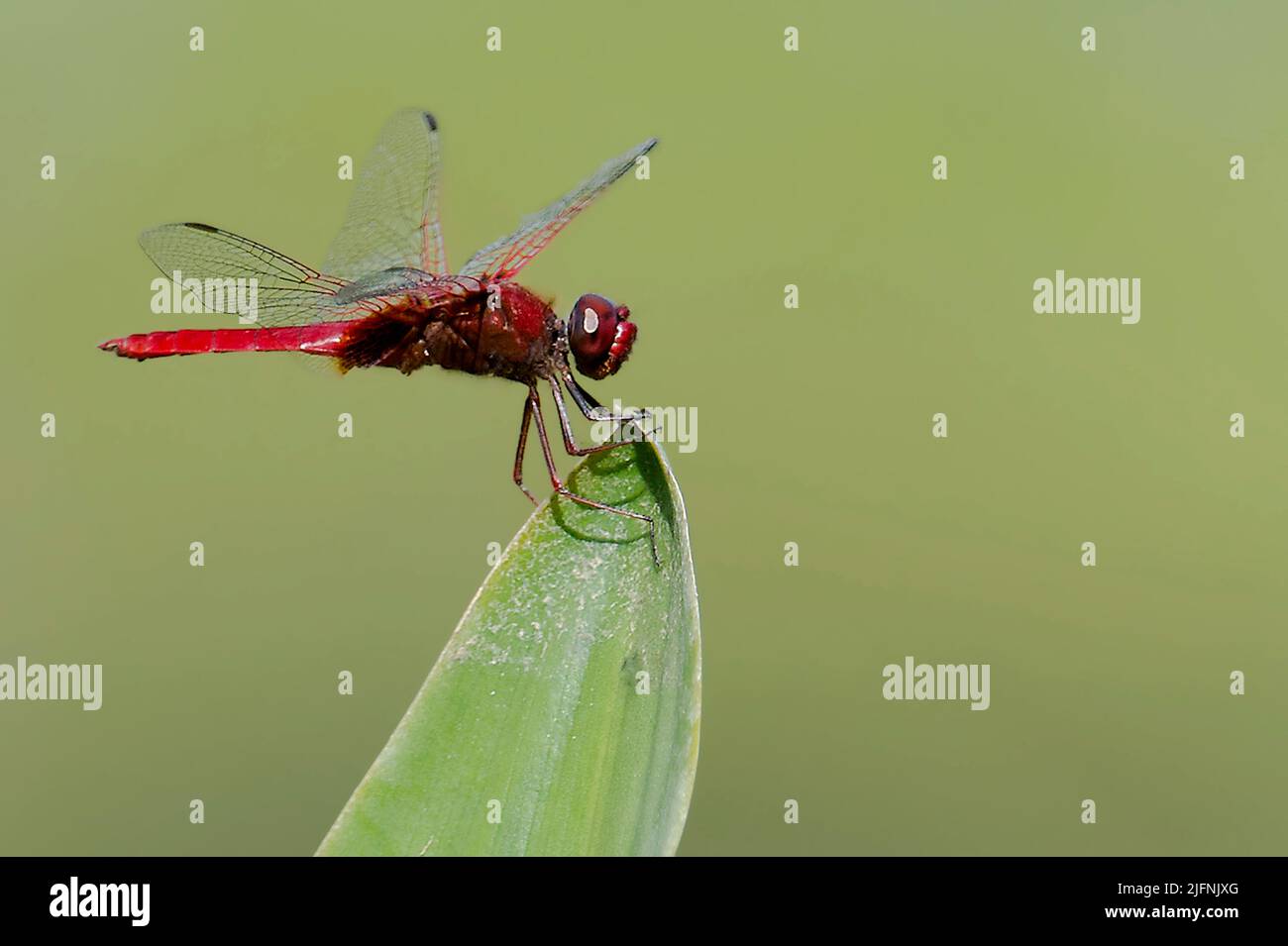 spine-tufted-skimmer-orthetrum-chrysis-is-a-common-dragonfly-along
