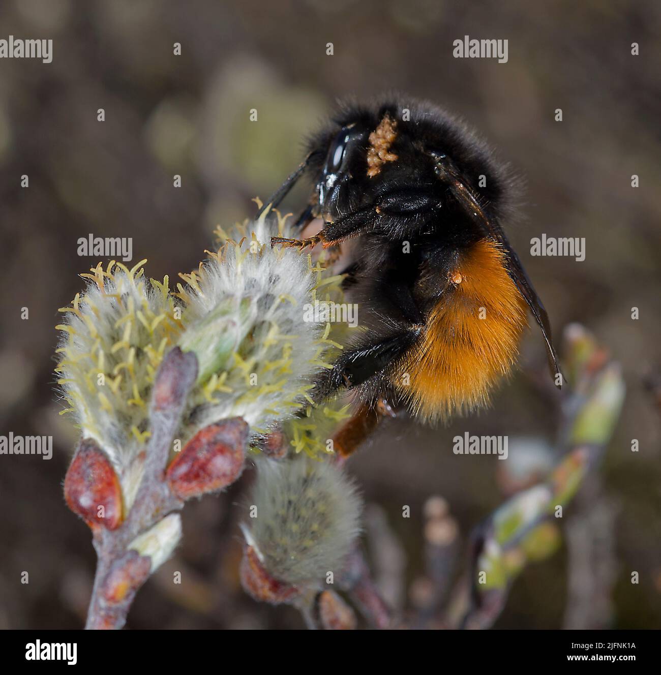 Queen of the bumblebee (Bombus lapponicus scandinavicus) with parasitic mites feeding on female Willov flower at Dyranut, Hardangervidda southern Norw Stock Photo
