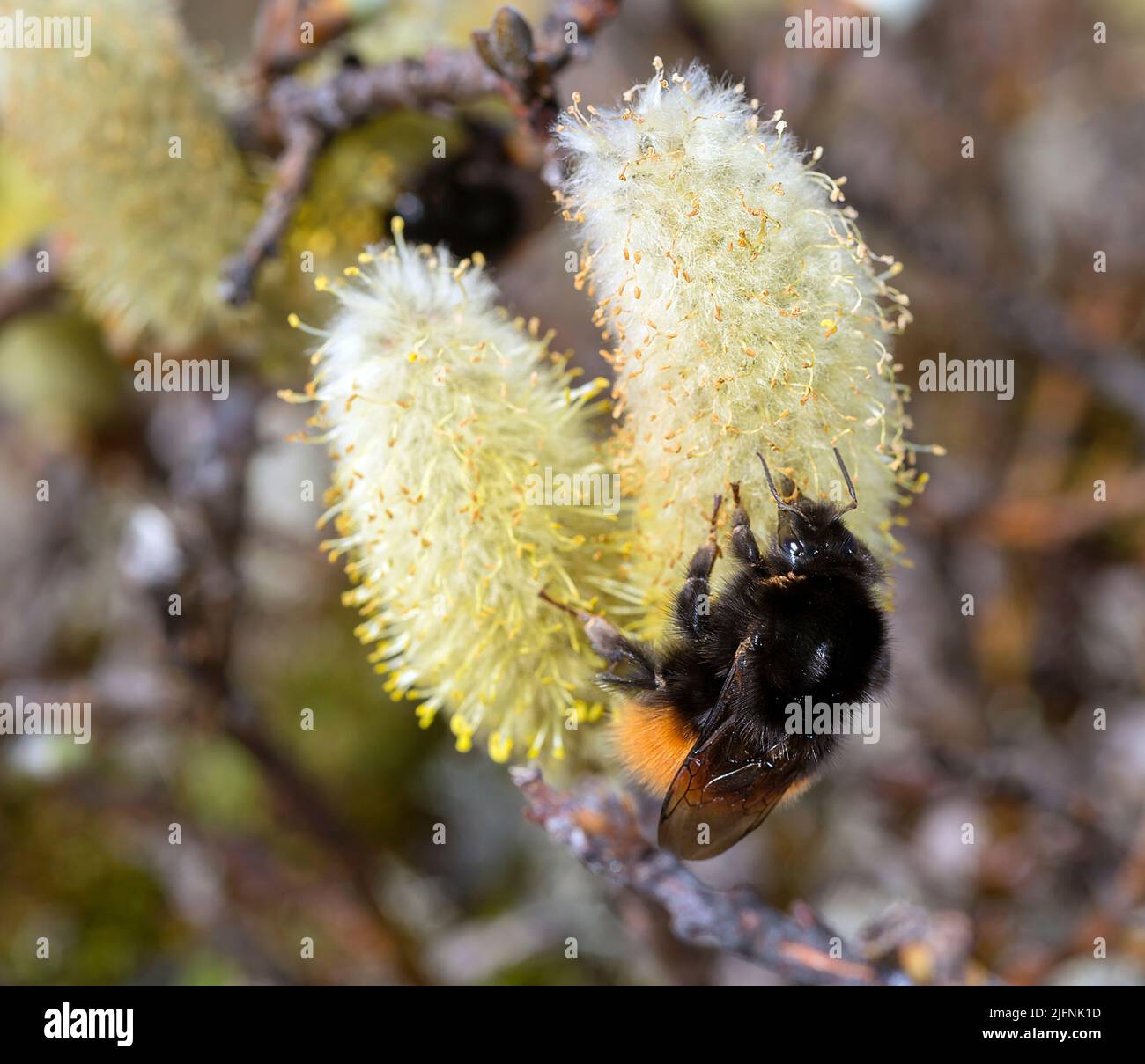 Quee of the bumblebee (Bombus lapponicus scandinavicus) with parasitic mites feeding on male Willov flower at Dyranut, Hardangervidda southern Norway Stock Photo