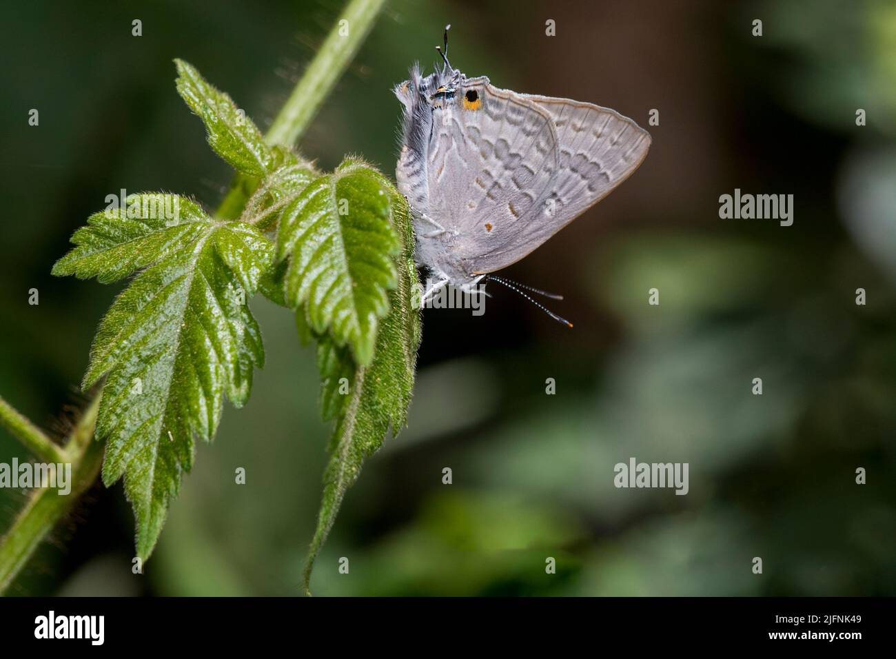 Brown playboy (Deudorix sp., probably D. antalus) from Tsarasaotra Park, Madagascar. Stock Photo