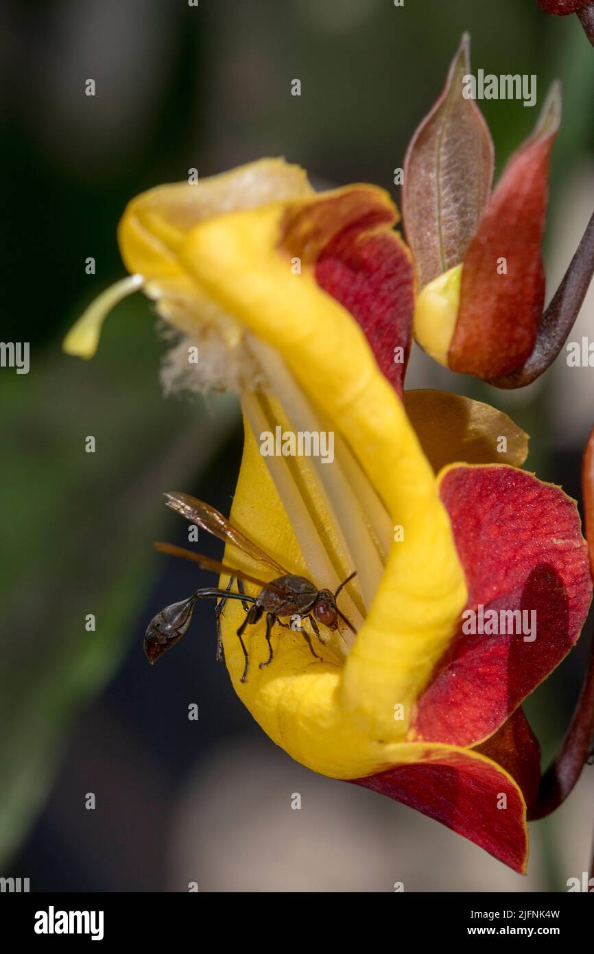 Wasp, probably form the genus Belonogaster, collecting pollen from a flower in Tsarasaotra Park, Madagascar. Stock Photo