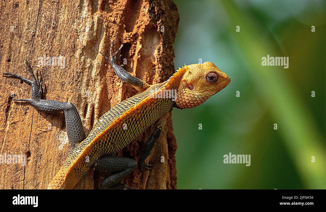 Eye of tree lizard hi-res stock photography and images - Alamy
