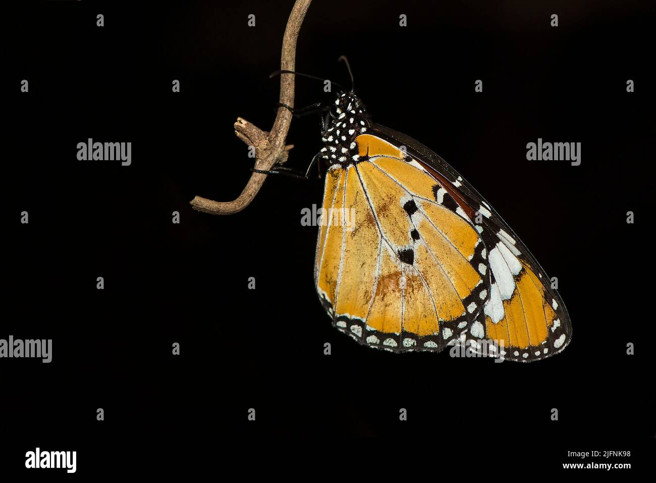 African monarch (Danaus chrysippus) from Berenty, southern Madagascar. Stock Photo