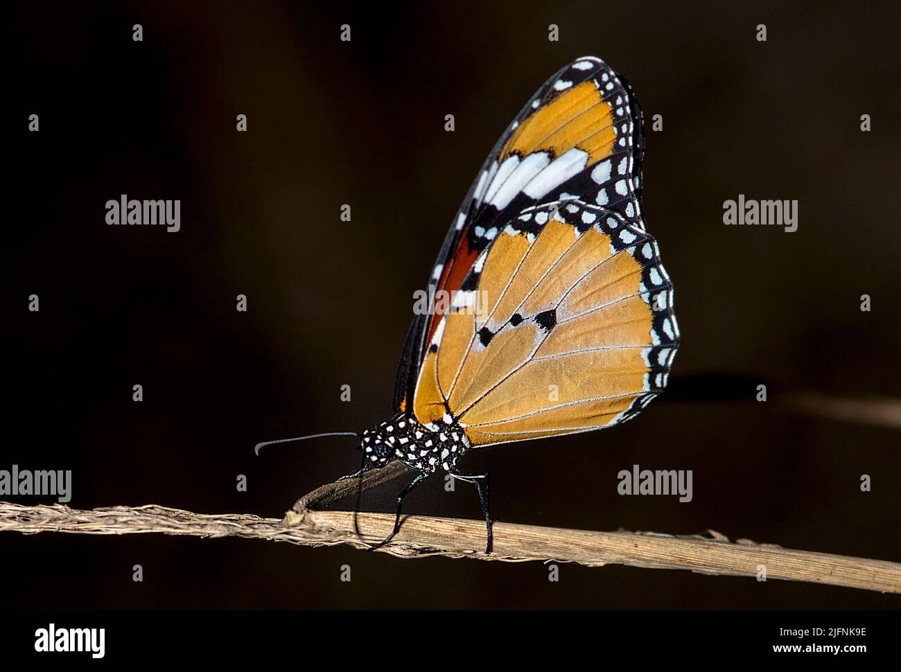African monarch (Danaus chrysippus) from Berenty, southern Madagascar. Stock Photo