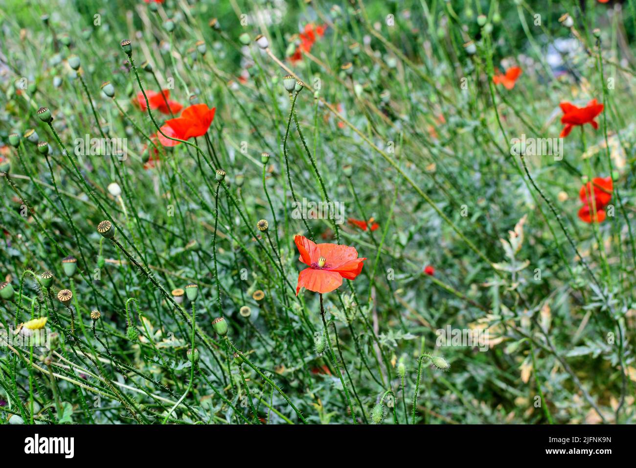 Close up of one red poppy flower and one small bloom in a British ...