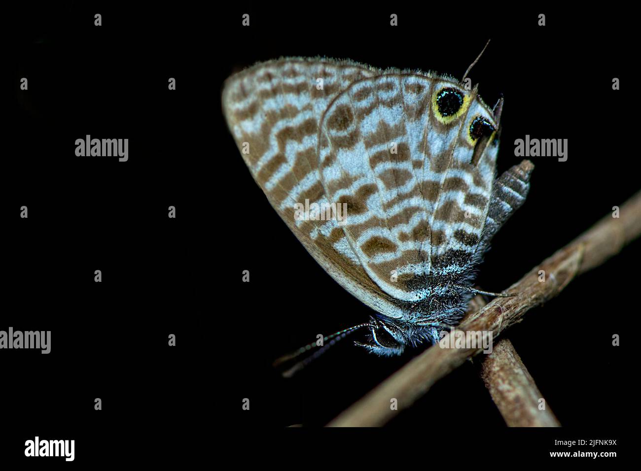 Common zebra blue butterfly hi-res stock photography and images - Alamy