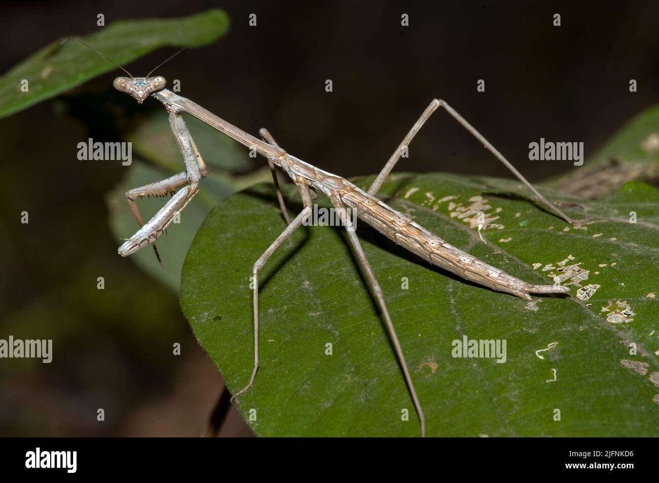 Large praying mantis (probably Archimantis sp., possibly A. latistyla