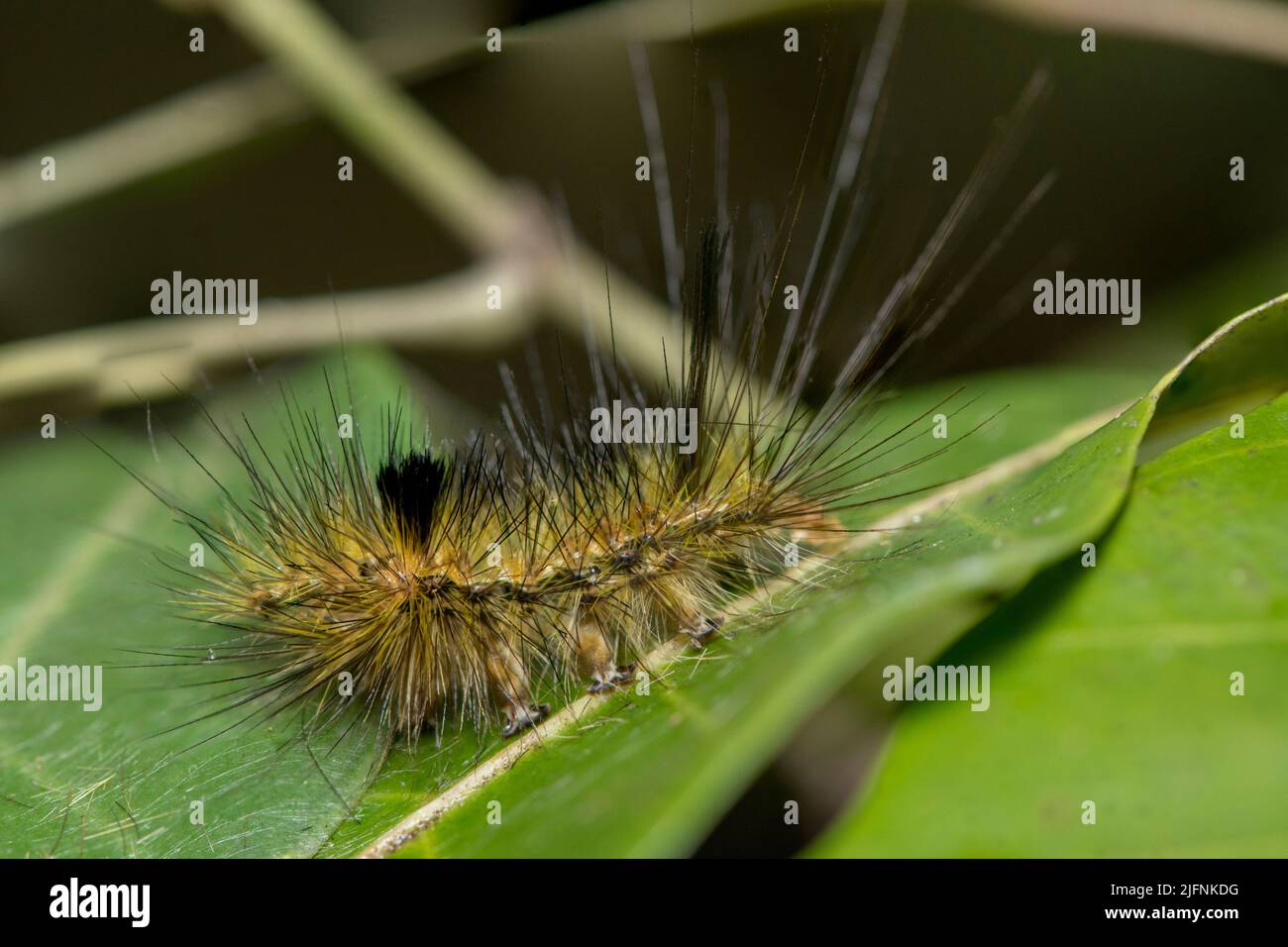 Unidentified larvae, presumably of a moth, from Palmarium, Madagascar. Stock Photo