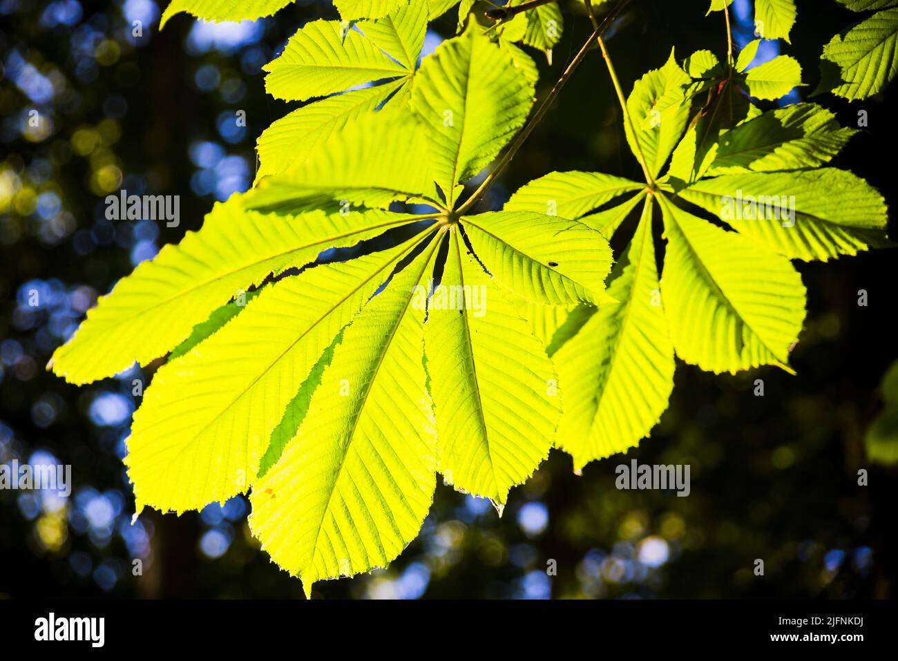 Tree leaves. Aesculus hippocastanum, the horse chestnut, is a species of flowering plant in the soapberry and lychee family Sapindaceae. It is a large Stock Photo