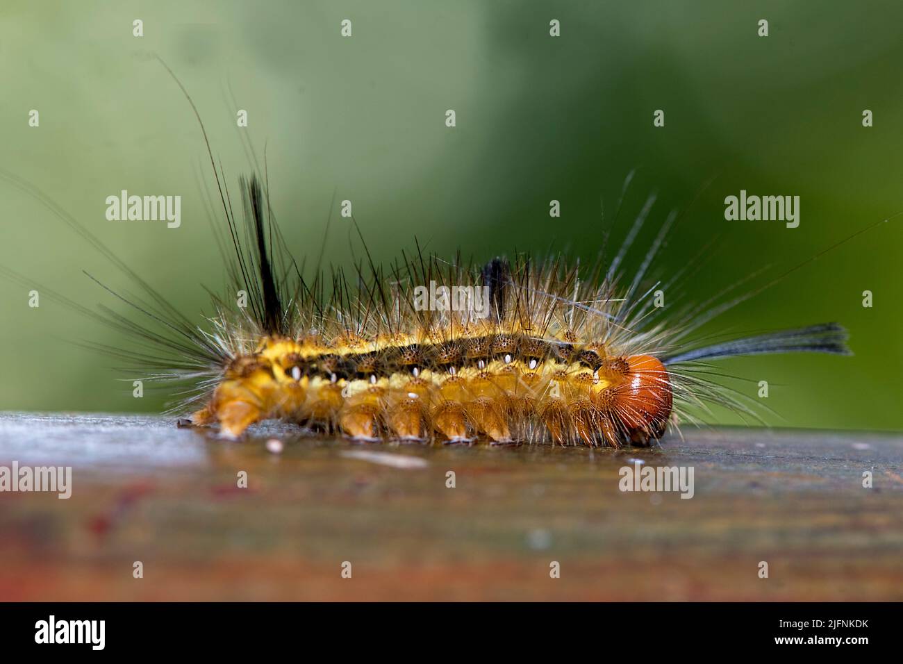 Unidentified larvae, presumably of a moth, from Palmarium, Madagascar. Stock Photo