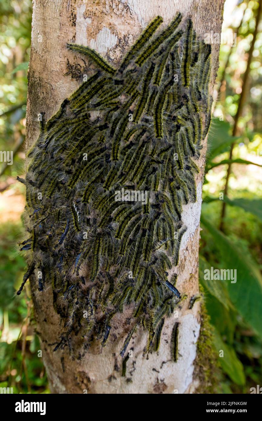 Large gathering of unidentified larvae of a moth or butterfly from the rainforest of Andasibe, Madagascar. Stock Photo