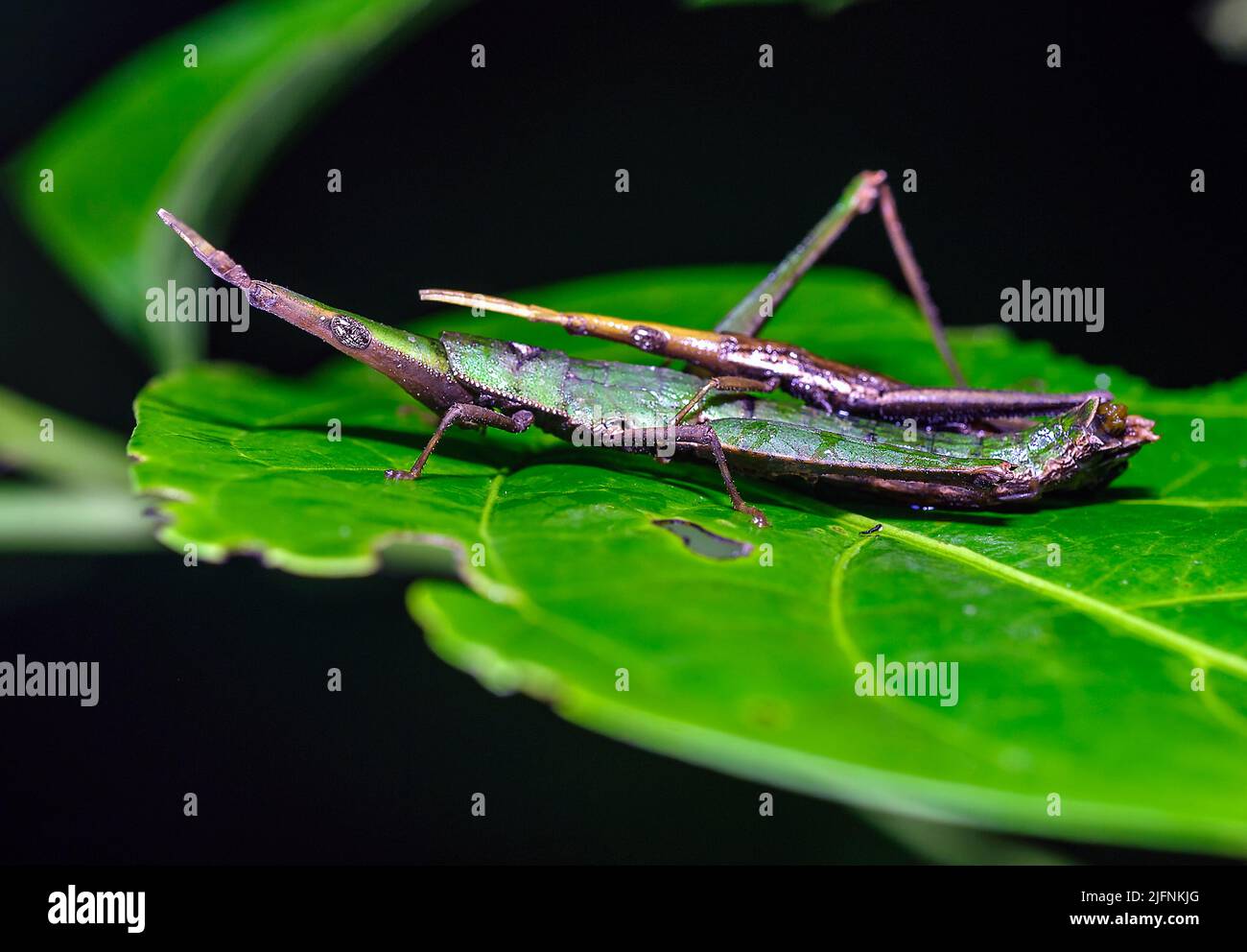 Pair of the pyrgomorph grasshopper Omura congrua mating in the rainforest of La Selva, Ecuador. Stock Photo