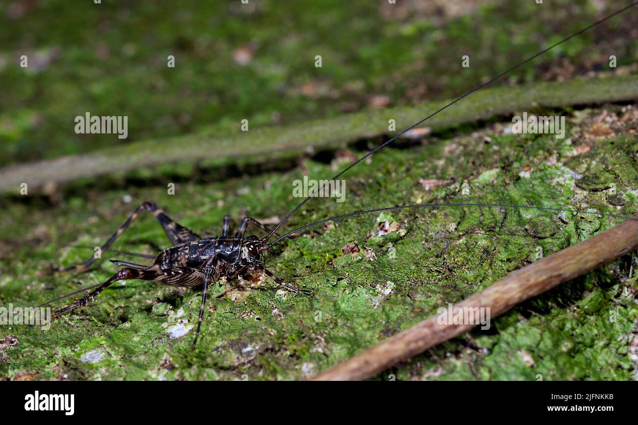 Unidentified cricket from La Selva, Ecuador. Stock Photo