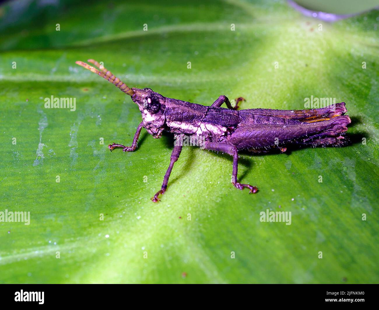 Unidentified grasshopper from La Selva, Ecuador. Stock Photo