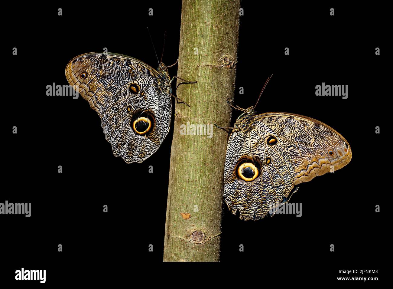 Pair of owl butterfly (Caligo sp., probably C. oileus) from Ecuador. (Controlled conditions). Stock Photo