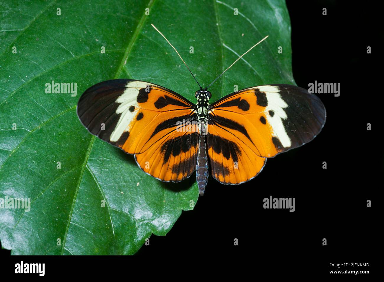 Heliconius sp. from Ecuador. (Controlled conditions). Stock Photo