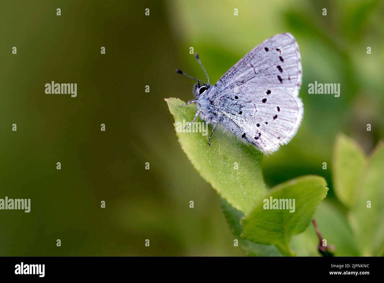 Holly blue (Celastrina argiolus) from Hidra, south-western Norway in May. Stock Photo