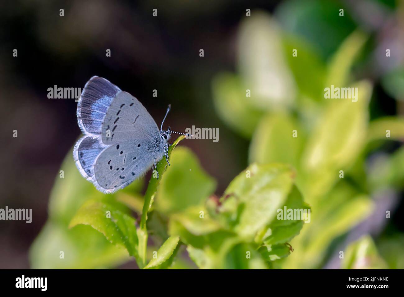 Holly blue (Celastrina argiolus) from Hidra, south-western Norway in May. Stock Photo
