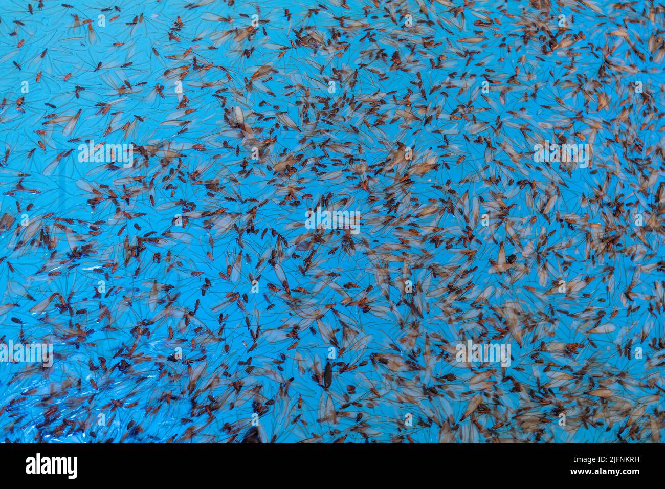 Odontotermes Sp Hi res Stock Photography And Images Alamy odontotermes-sp-hi-res-stock-photography-and-images-alamy