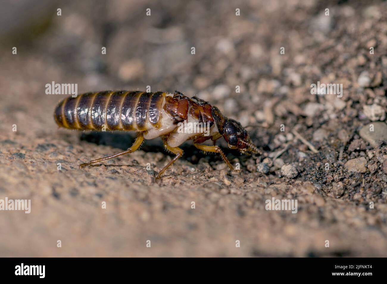 Termite (Odontotermes sp.) that has lost its wings shortly after swarming  for a short periode (< 24 hours) and is now looking for a partner. Zimanga  Stock Photo - Alamy