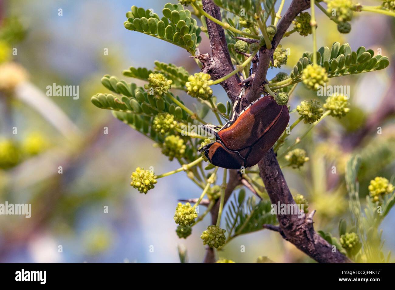 Fruit chafer (Dischista cincta) feeding in Acasia tree in Kruger NP, South Africa. Stock Photo