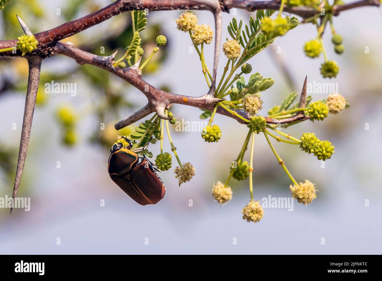 Fruit chafer (Dischista cincta) feeding in Acasia tree in Kruger NP, South Africa. Stock Photo