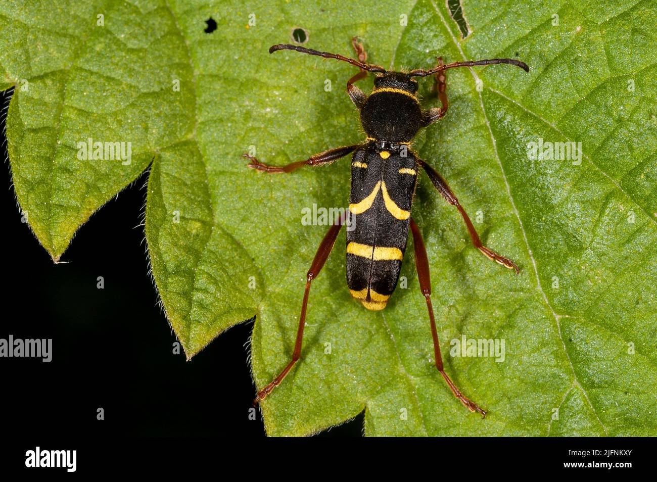 Wasp-mimicking lonhorn beetle (Clytus arietis) from south-western Norway. Stock Photo