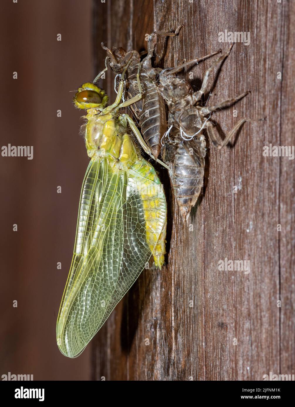 A nymph of the black-tailed skimmer (Orthetrum cancellatum) undergoes transition and becomes an adult dragonfly in the process known as incomplete met Stock Photo