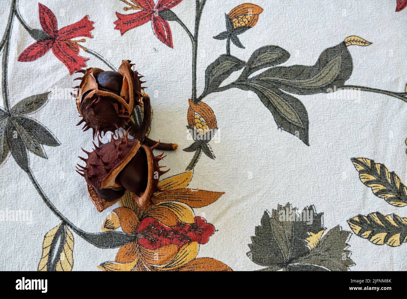 Two chestnuts on an autumn-inspired fabric tablecloth Stock Photo