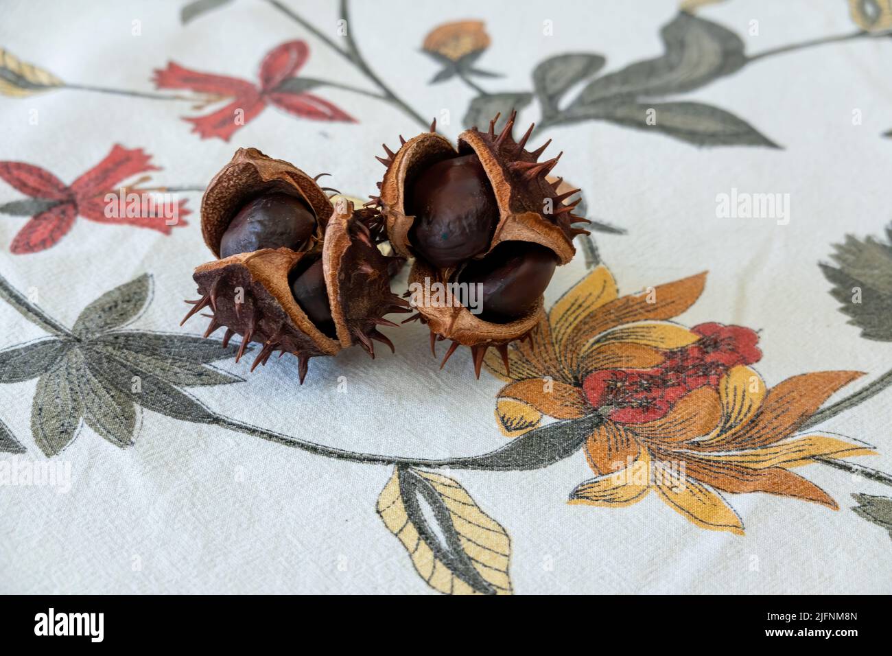 Two chestnuts on an autumn-inspired fabric tablecloth Stock Photo