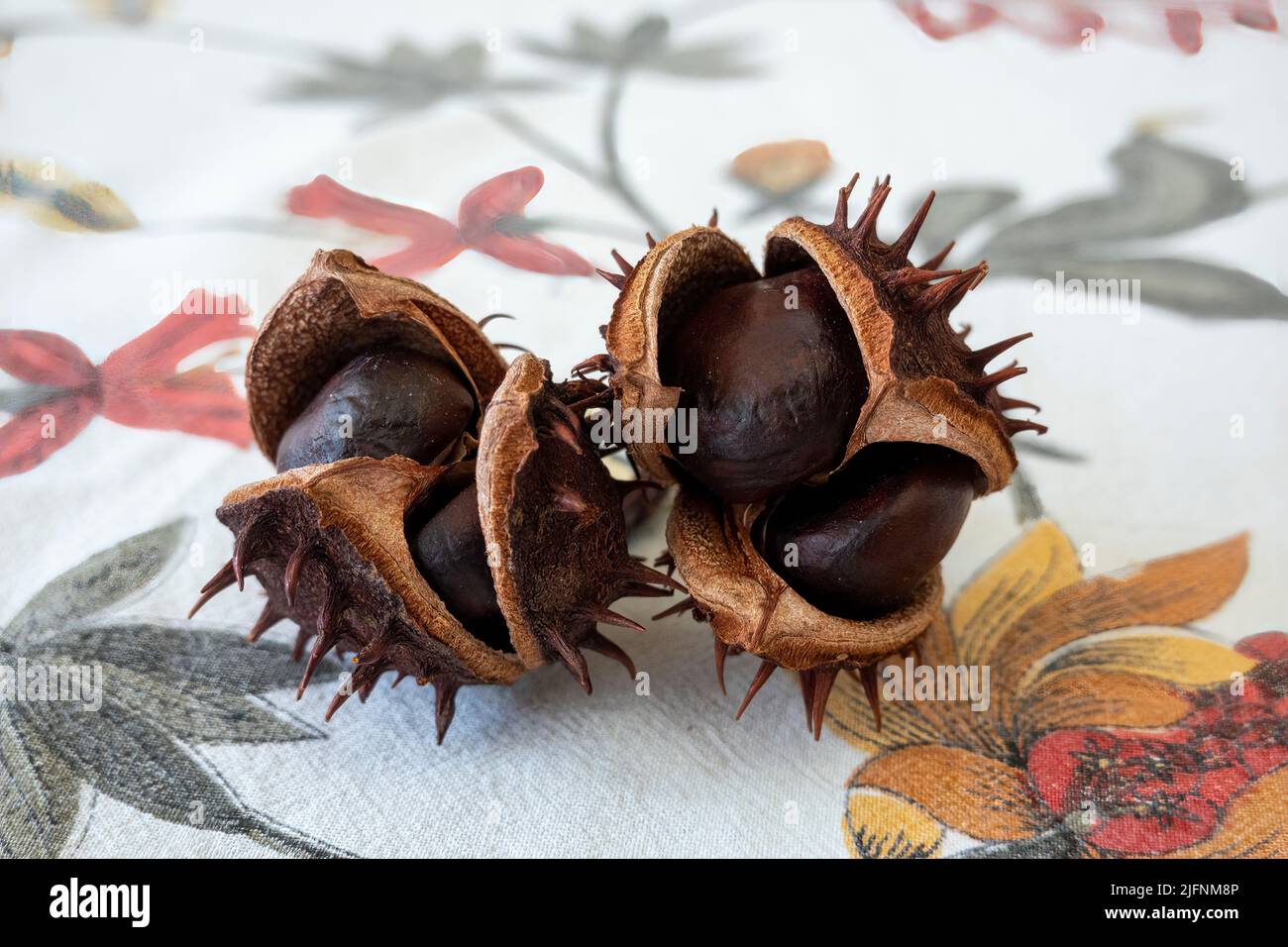 Two chestnuts on an autumn-inspired fabric tablecloth Stock Photo