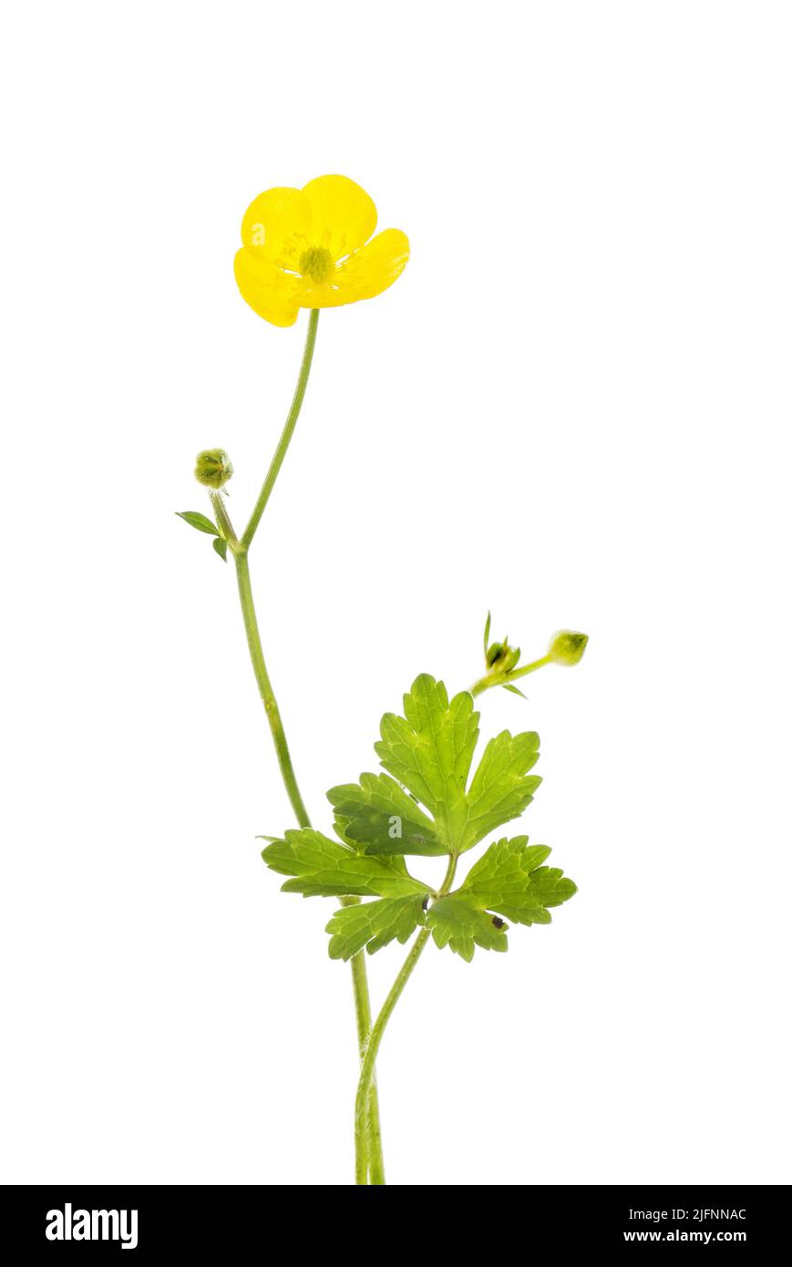 Bulbous buttercup, Ranunculus bulbosus, flower and foliage isolated against white Stock Photo