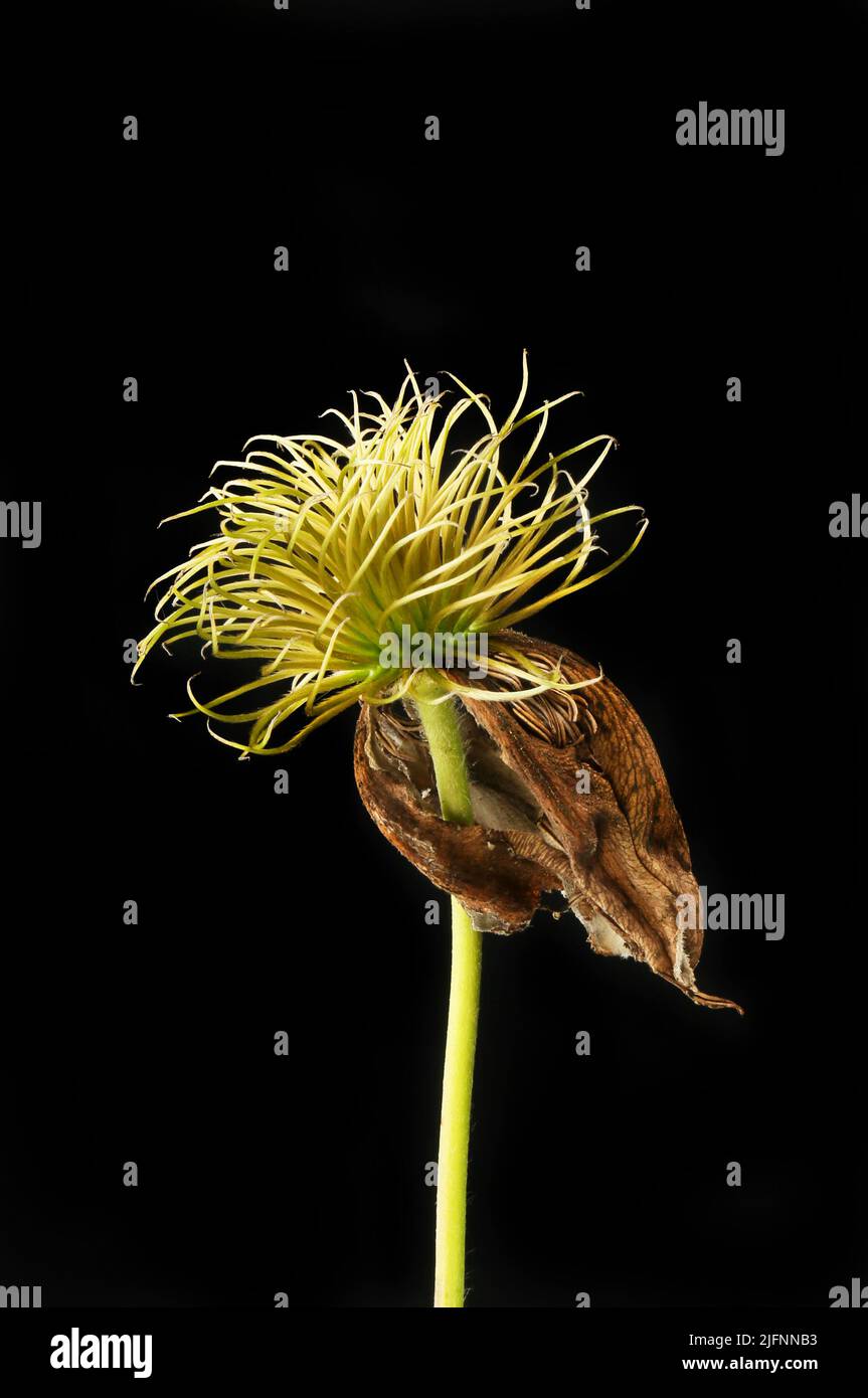 Dried clematis flower isolated against black Stock Photo