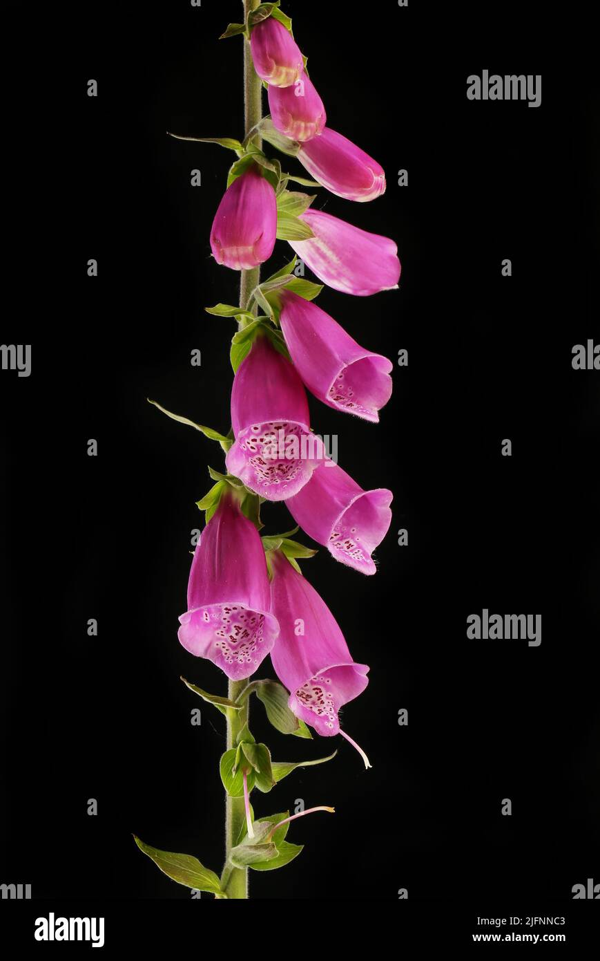 Foxgloves flowers against a black background Stock Photo