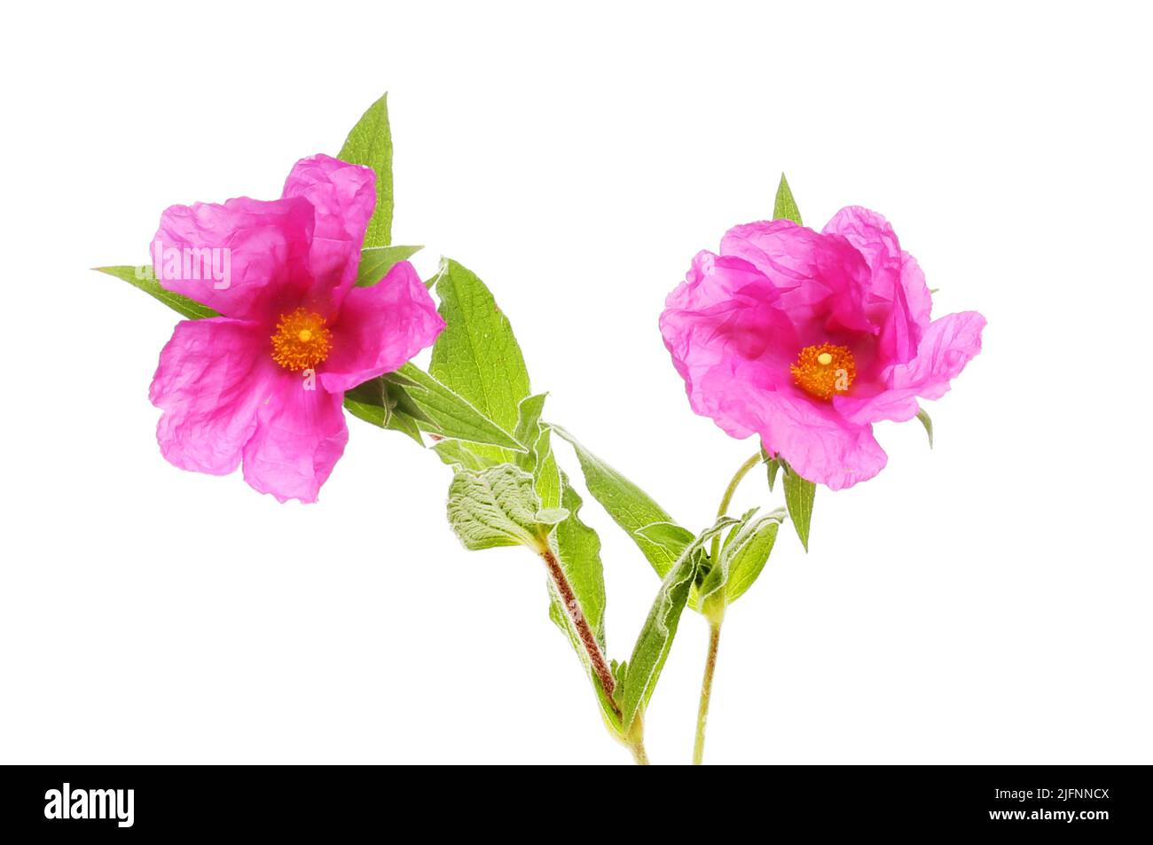 Two cistus flowers and foliage isolated against white Stock Photo