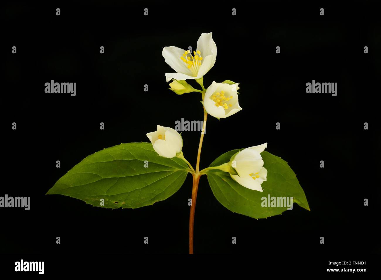 Philadelphus flowers and foliage isolated against black Stock Photo