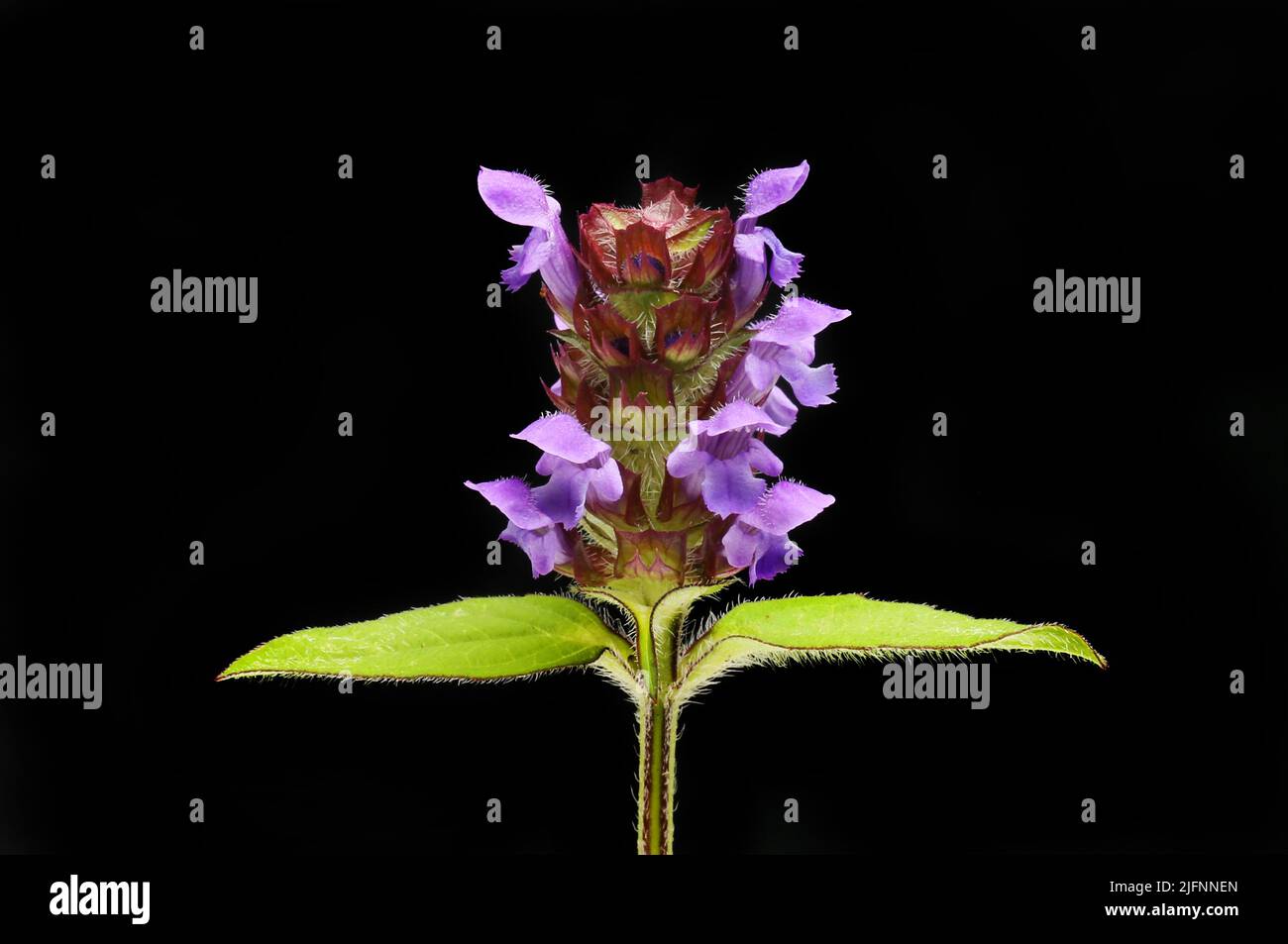 Self-heal, Prunella vulgaris, flowers and foliage isolated against black Stock Photo