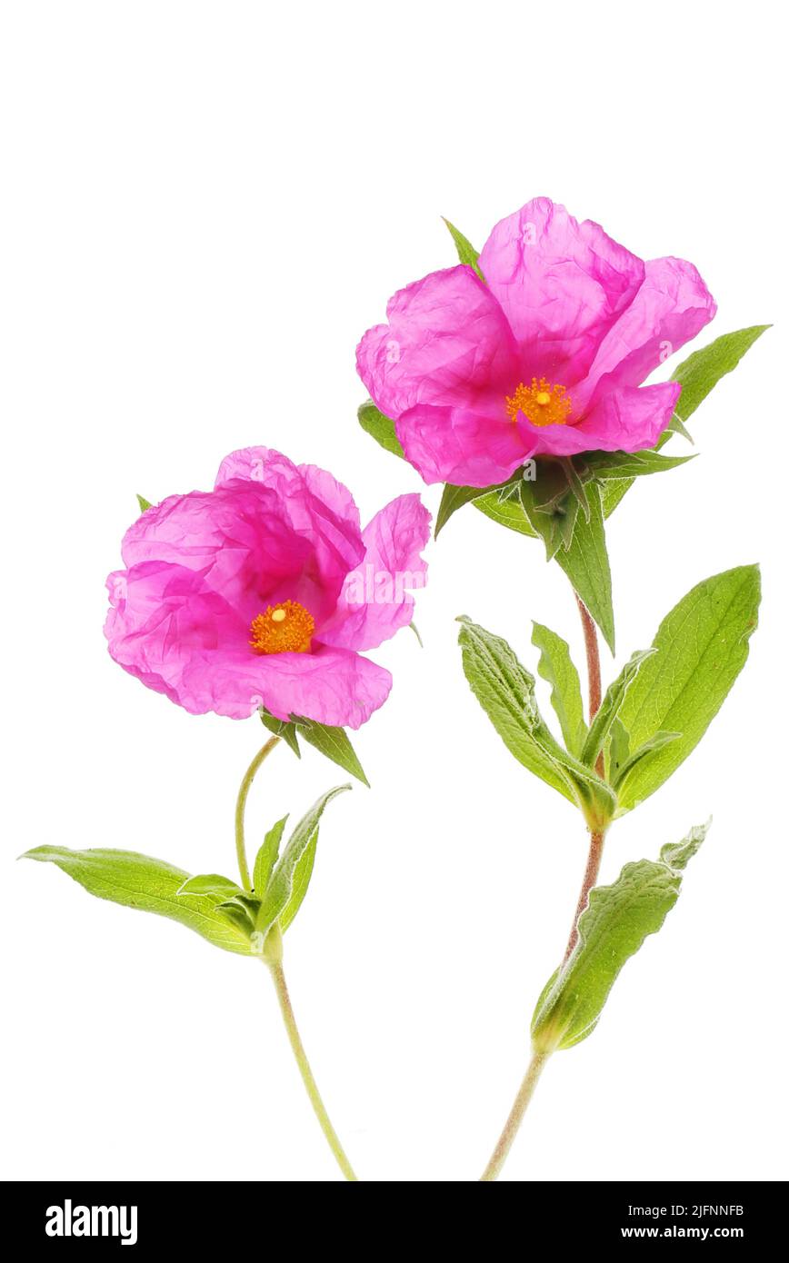 Two cistus, rock rose, flowers and foliage isolated against white Stock Photo