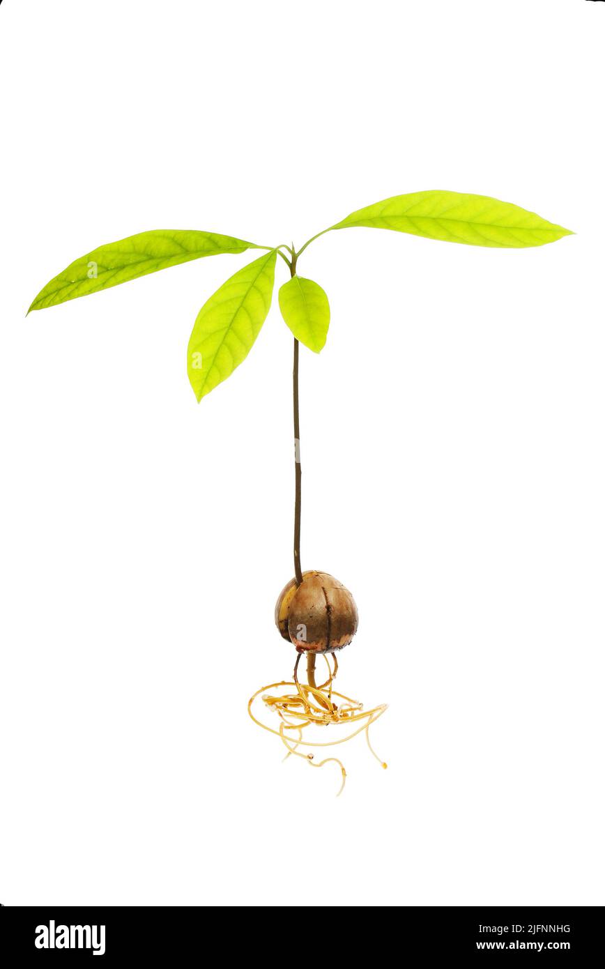 Avocado, Persia americana, seedling with parted pit and roots isolated against white Stock Photo