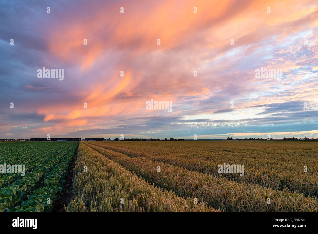 Orange colored clouds at high level over agricultural fields Stock Photo